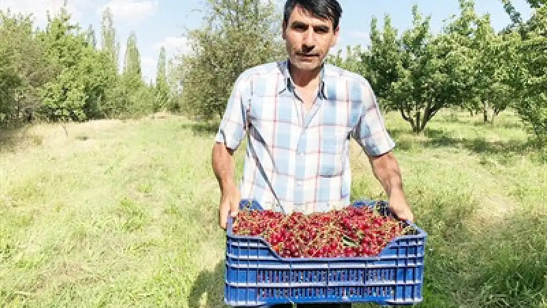 Vişne fiyatlarının inişe geçmesi üreticiyi mağdur ediyor