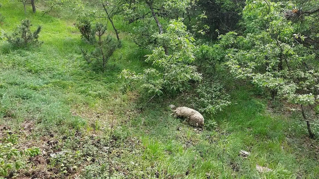 Yabani hayvanların saldırısı sonucu 20 küçükbaş telef oldu