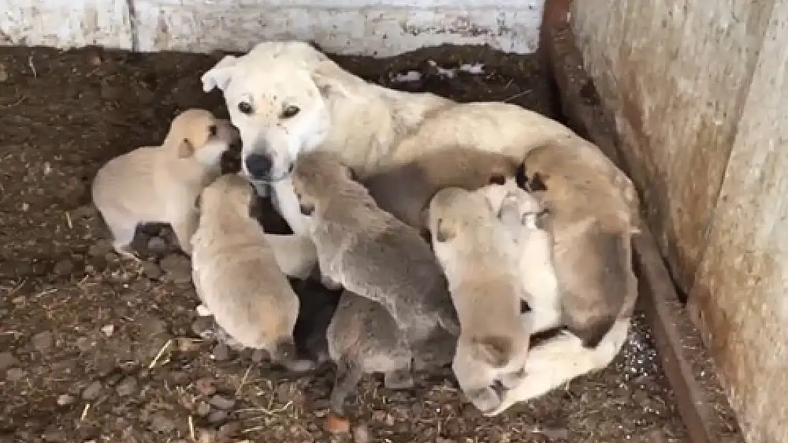 Yavru köpekler  donmadan kurtarıldı