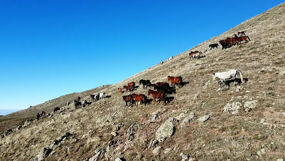 Yılkı atlarının havadan çekilen görüntüsü görenleri mest etti