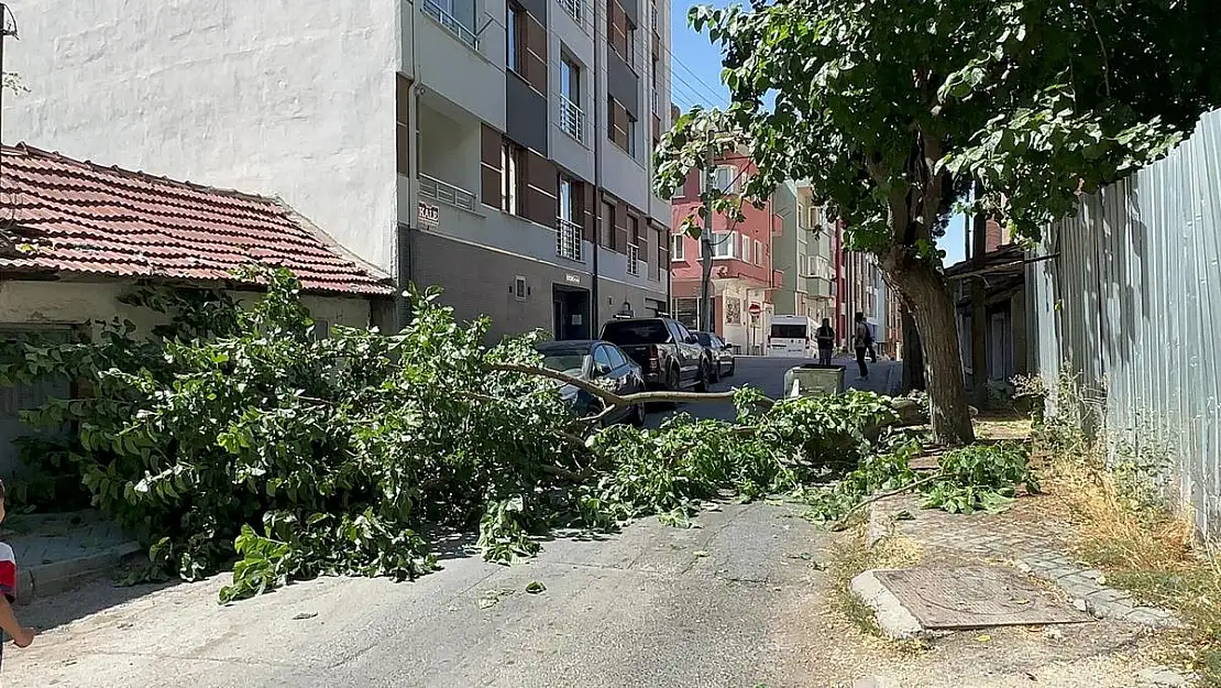 Yola devrilen ağaç korkuttu