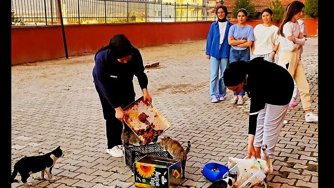 Yurt Öğrencileri Artan Yemeklerle Kedileri Besledi