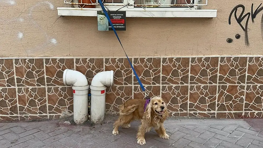 Zehirlenerek öldürüldüğü iddia edilen 'Kahraman' hayvanseverleri ayağa kaldırdı