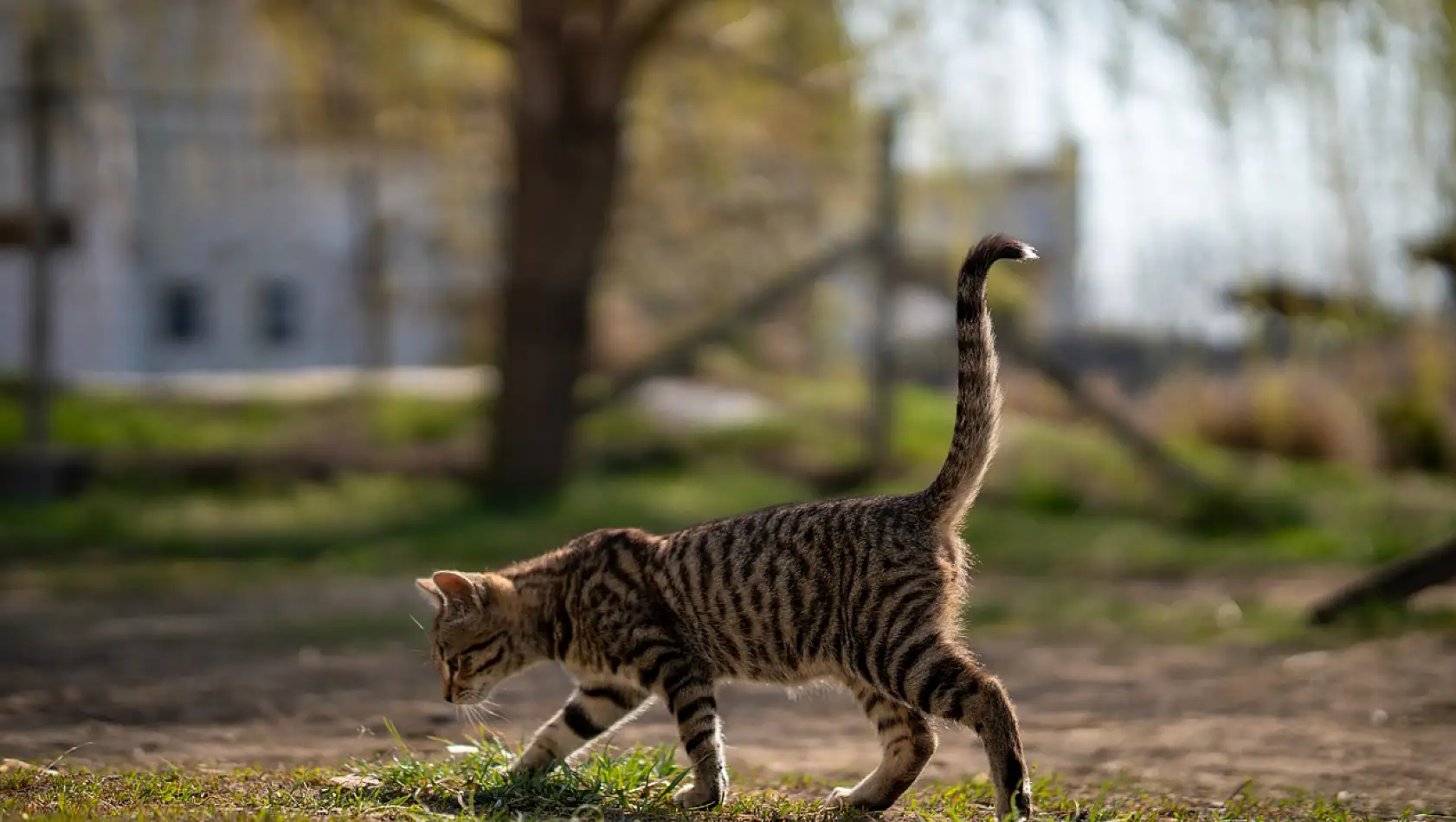 Rüyada Kedi Görüp Korkmak Ne Anlama Gelir?