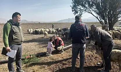 Koyun Vebasına Karşı Kan Örnekleri Alındı