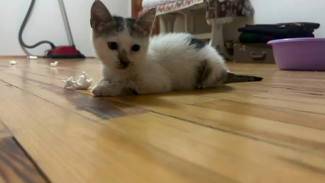 2 Yavru Kedi Acil Sahiplendirilmeyi Bekliyor