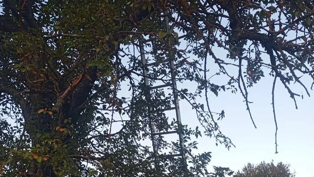 Ağaçtan Düşerek Ağır Yaralanmıştı, Acı Haber Geldi