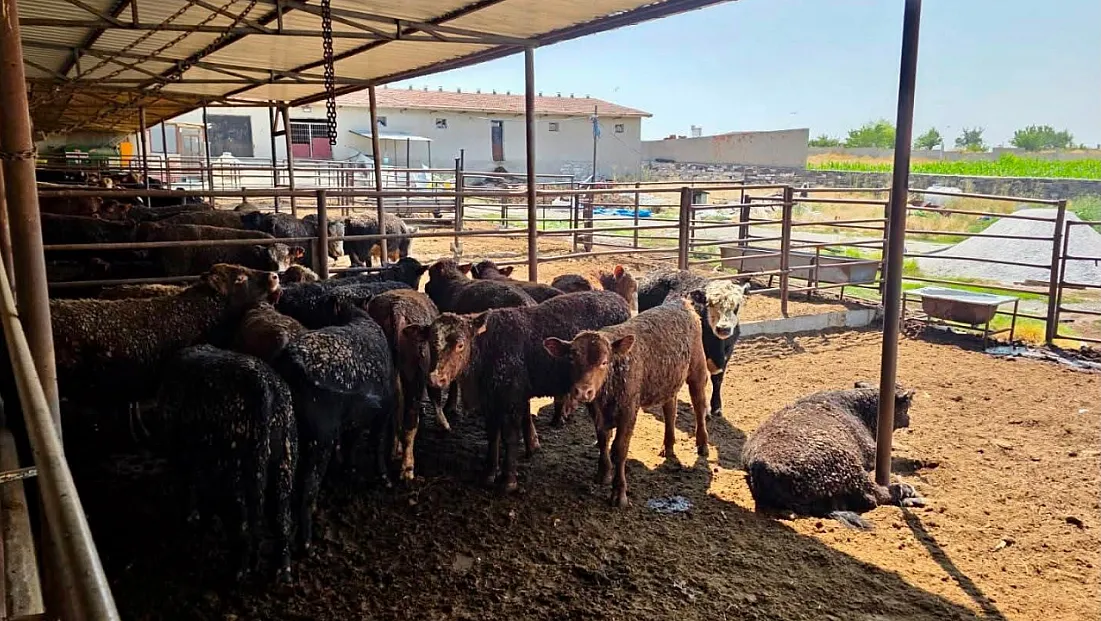 Besilik Sığırlara Yönelik Kontrol Ve Denetimler Sürüyor