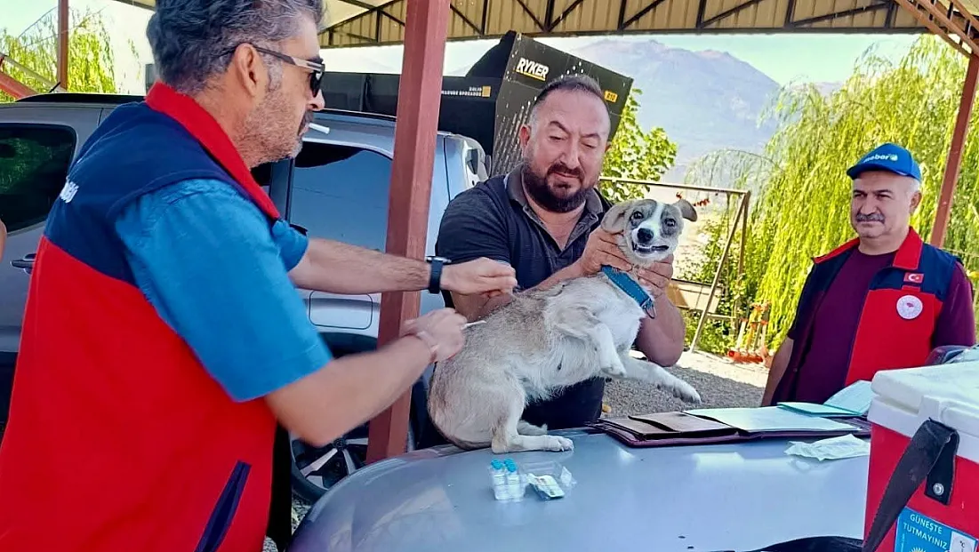 Çay’da Evcil Hayvanlara Kimliklendirme Ve Kuduz Aşısı Yapıldı