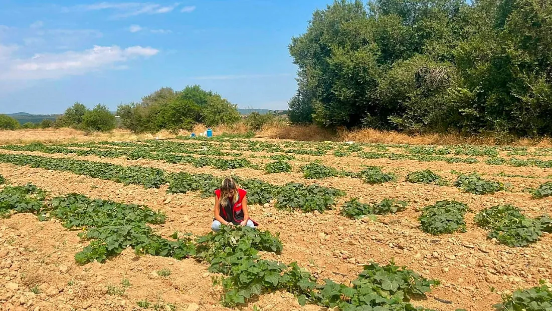 Dazkırı’da Alternatif Ürünler İçin Saha Çalışması