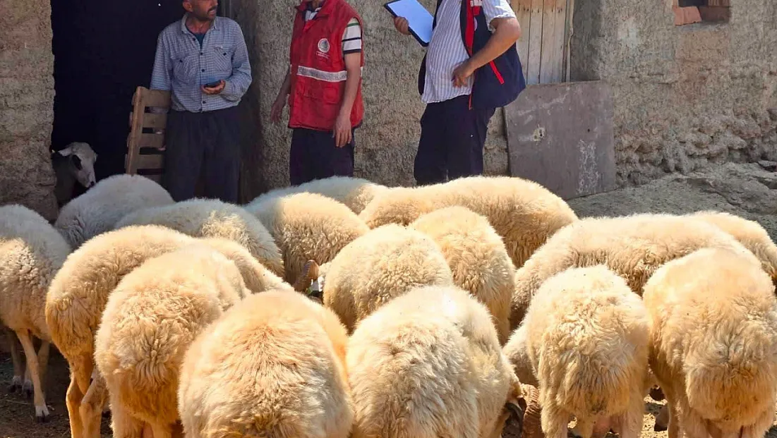 Halk Elinde Küçükbaş Islah Projelerinde Koyun Tespit Çalışmaları Devam Ediyor
