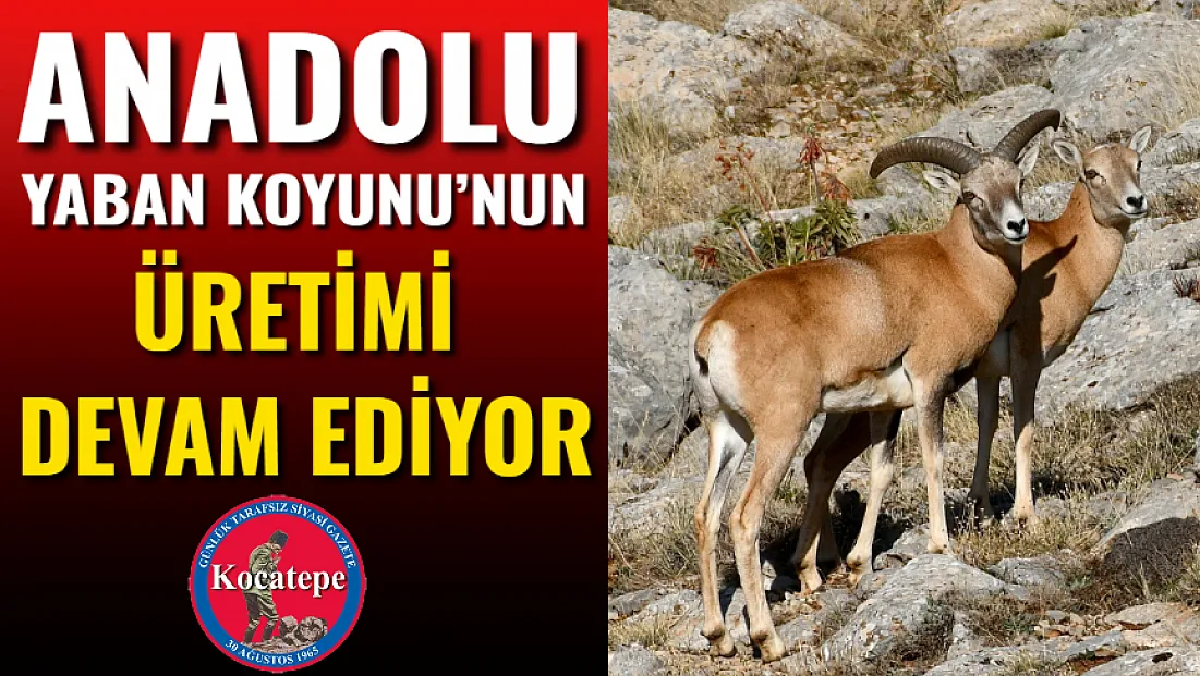 Anadolu Yaban Koyunu’nun Üretimi Devam Ediyor
