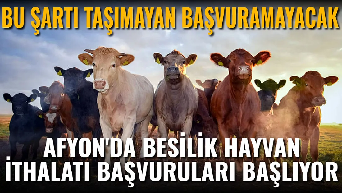 Bu Şartı Taşımayan Başvuramayacak. Afyonkarahisar'da Besilik Hayvan İthalatı Başvuruları Başlıyor