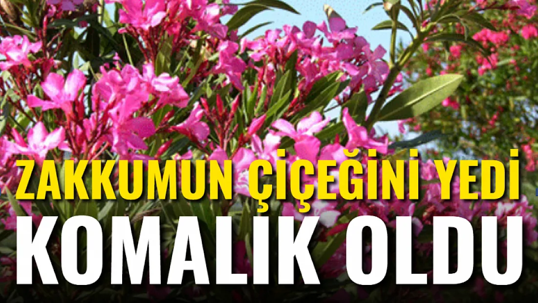 Zakkumun Çiçeğini Yedi, Komalık Oldu