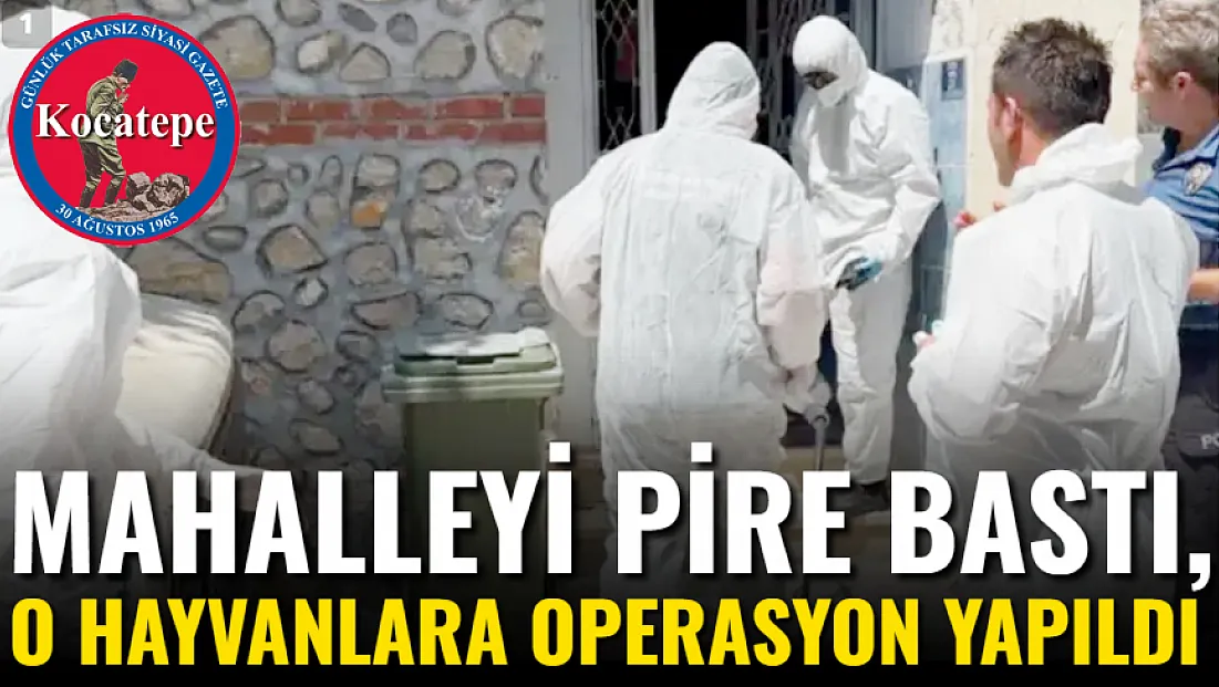 Mahalleyi Pire Bastı, O Hayvanlara Operasyon Yapıldı