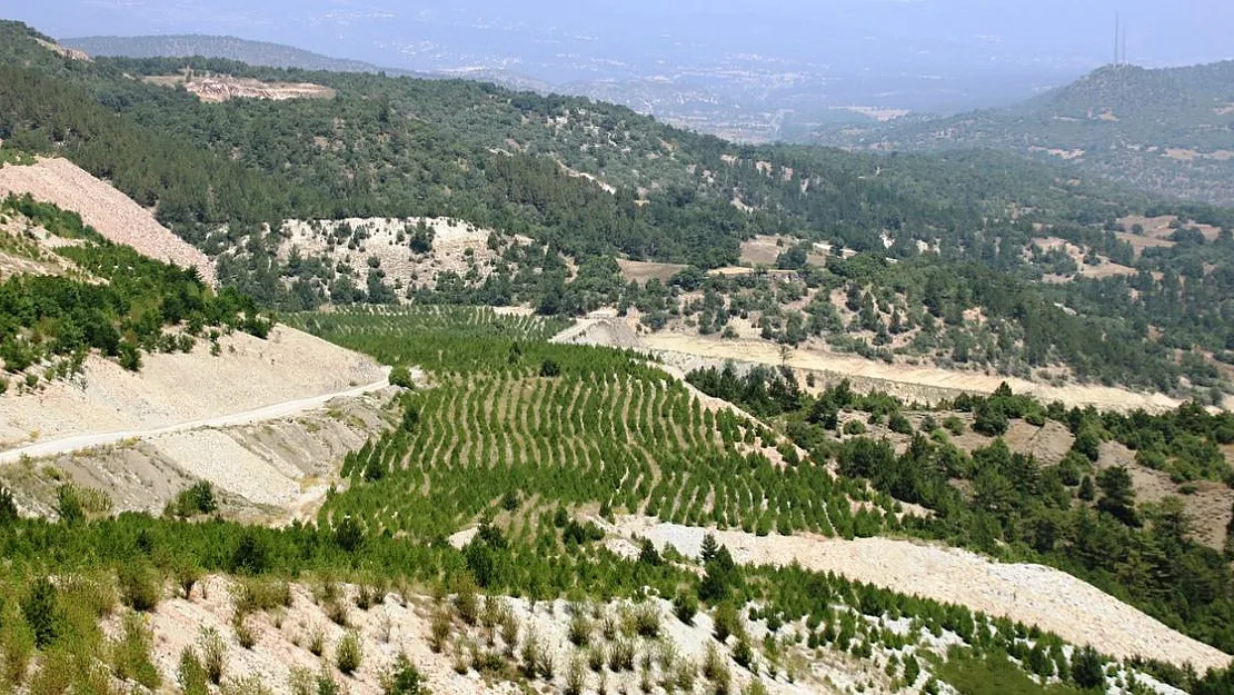 22 hektar maden sahasına 78 bin fidan dikildi