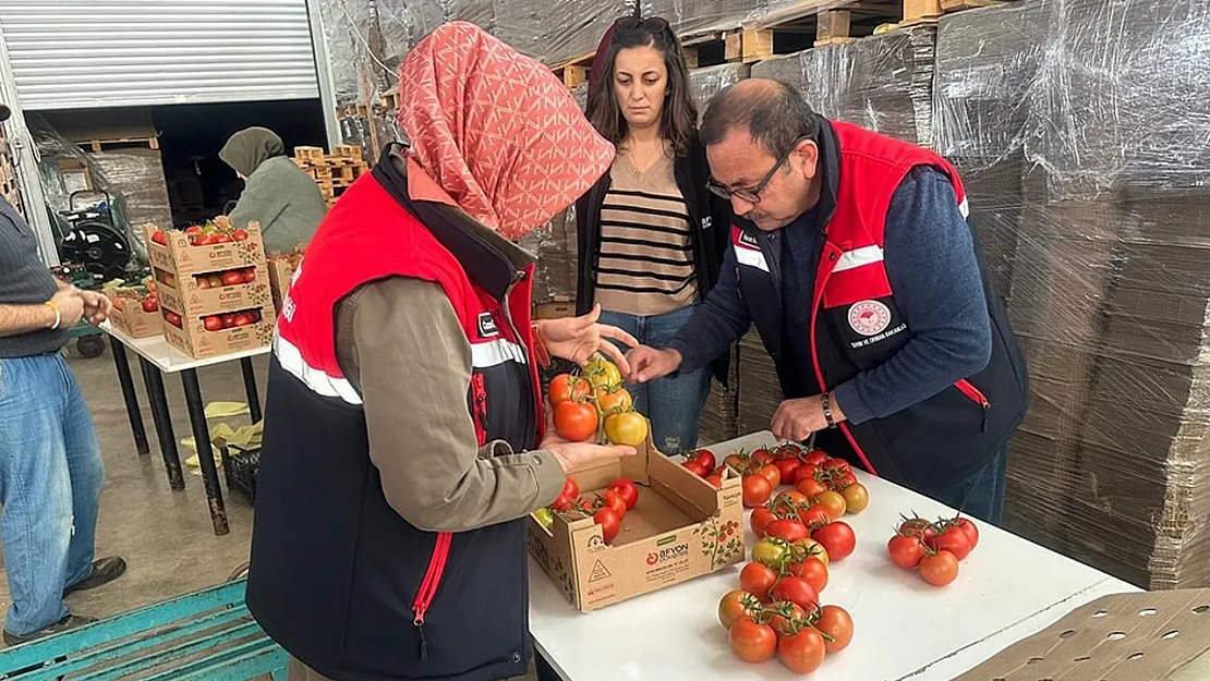 23 Ülkeye 8 Bin 700 Ton Domates İhracatı Gerçekleştirildi