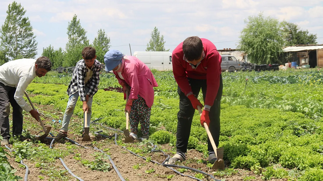 40 Dereceyi Bulan Sıcaklarda Mevsimlik İşçilerin Mücadelesi