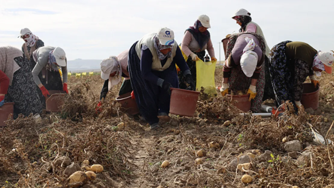 800 nüfuslu köyde yılda 10 bin ton patates üretiliyor