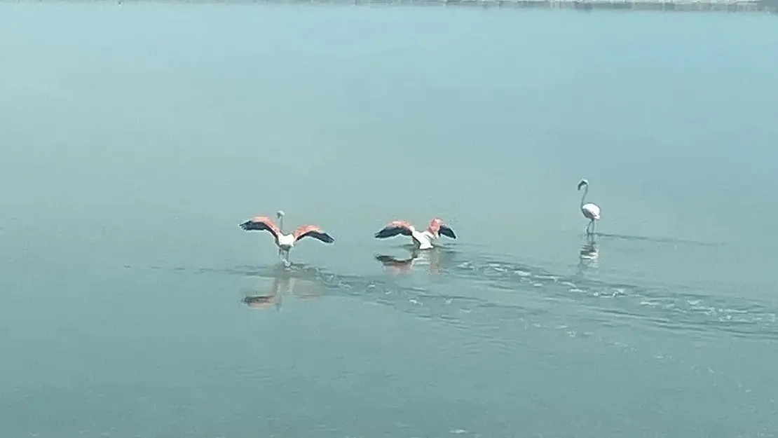 Acı Gölü'nün En Tatlı Misafirleri