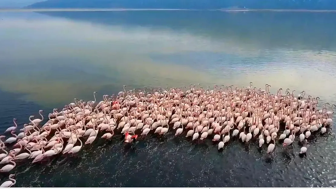 Afyon-Acıgöl'de flamingolar böyle görüntülendi