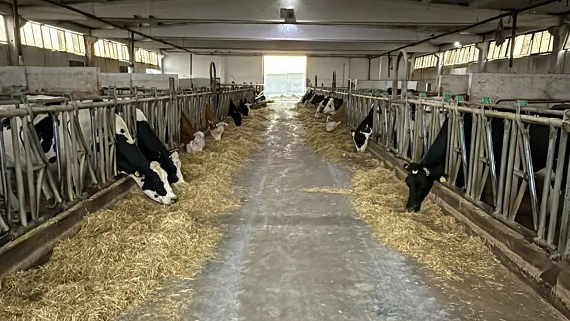 Afyon'da Hastalıktan Ari Çiftlikle, Gıdalar Güvende