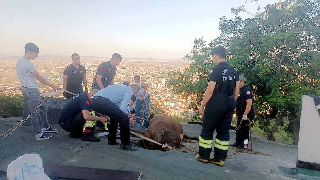 Afyon'da Şaşkına Çeviren Olay: Otlayan İnek Evin Çatısına Düştü!