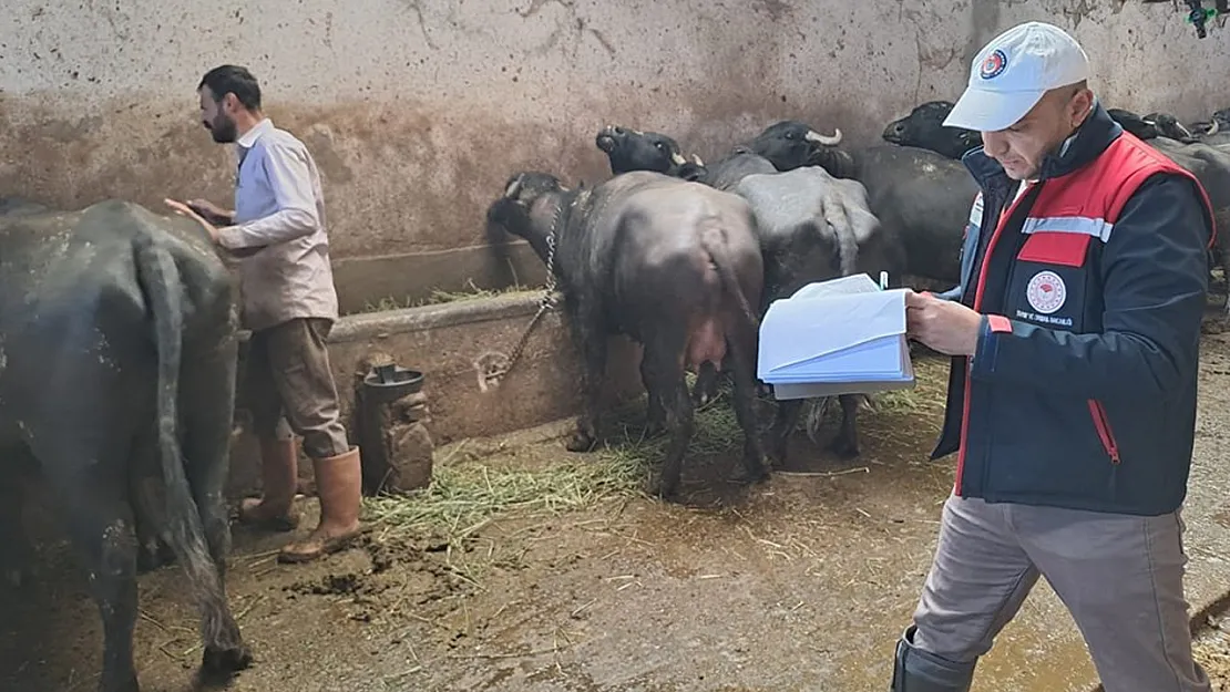 Afyon'daki Mandaların Küpe Kontrolleri Yapıldı