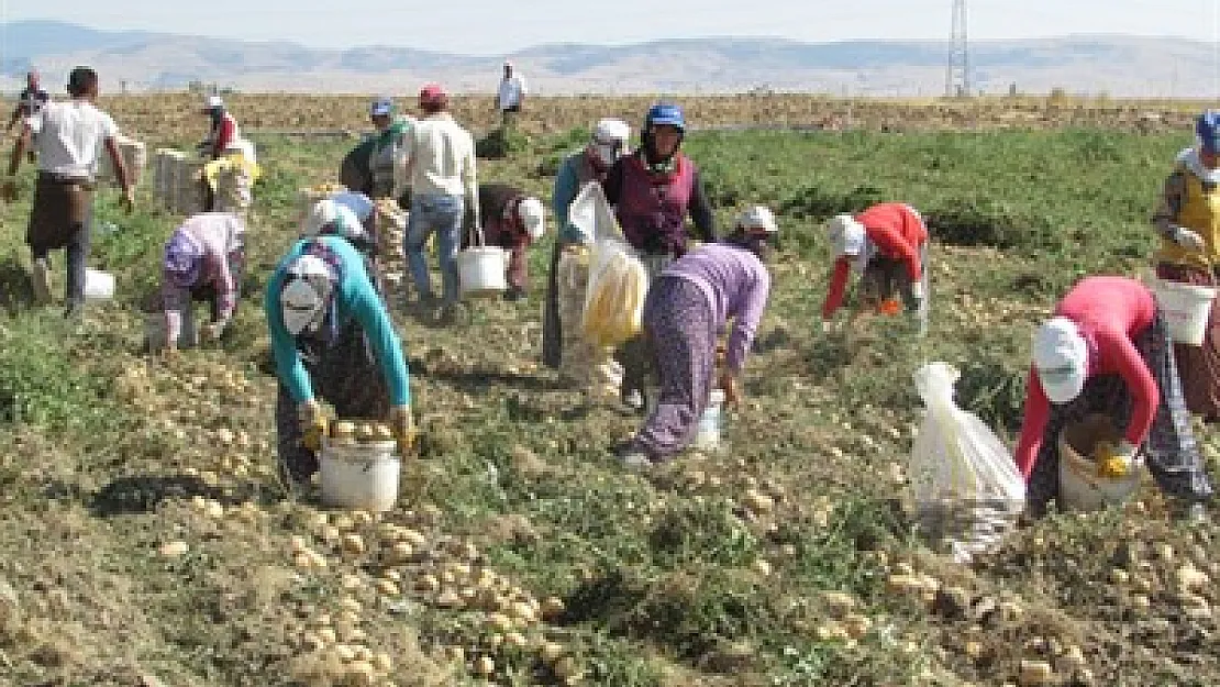 Afyon, patates üretiminde ilk 3'te