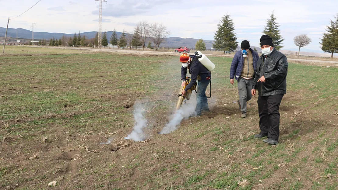 Afyon Sandıklı’da Fareler Çiftçilerin Mahsullerini Tehdit Ediyor