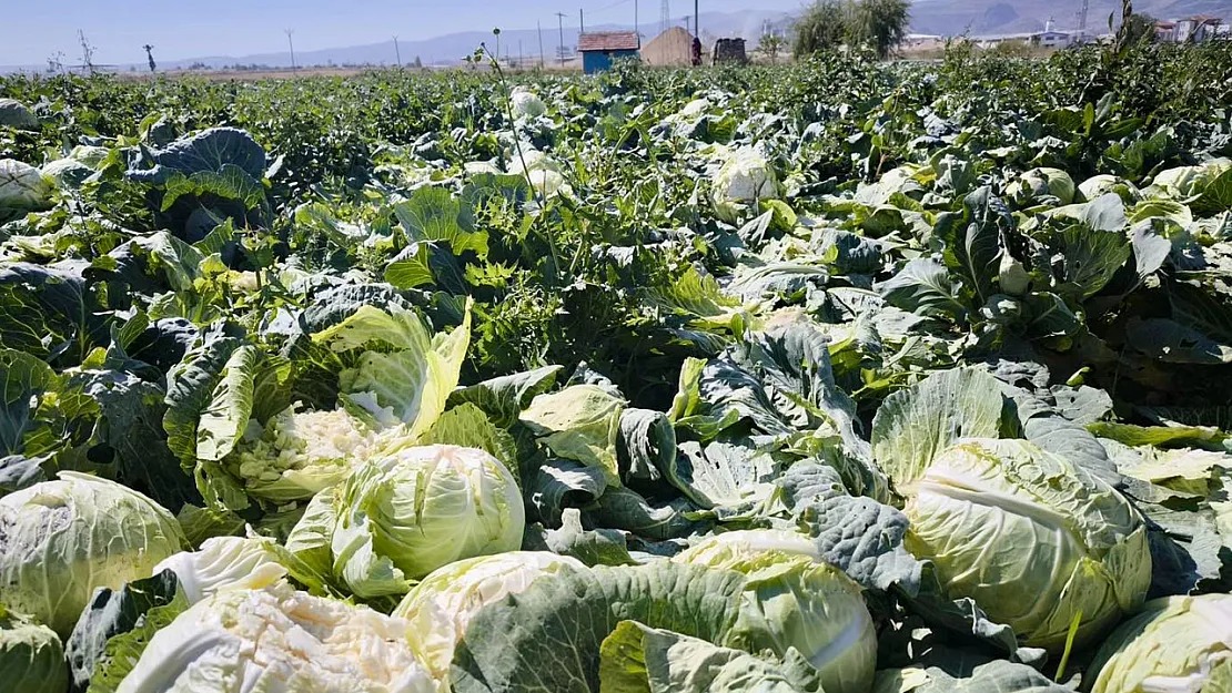 Afyon Turşuluk Hıyar ve Lahanada Önde