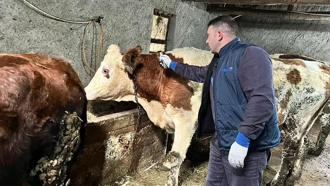 Afyon'da Hayvan Hastalıklarıyla Mücadele Sürüyor