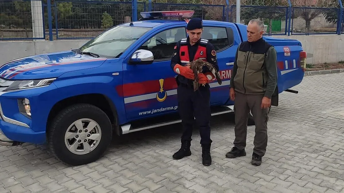 Afyon’da Yaralı Bulunan Şahin Koruma Altına Alındı