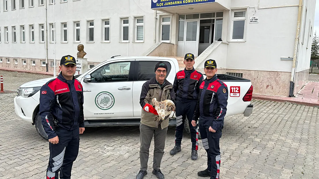 Afyon'da Yaralı Kızıl Şahini Jandarma Ekipleri Buldu