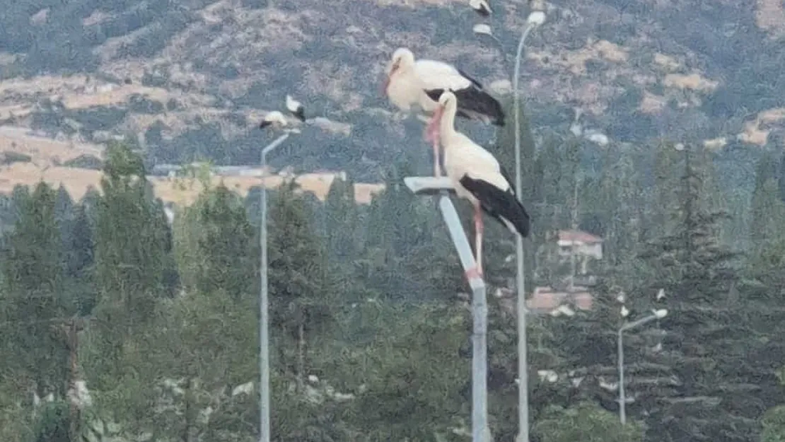Afyonkarahisar'da Görenleri Şaşırtan Görüntü!