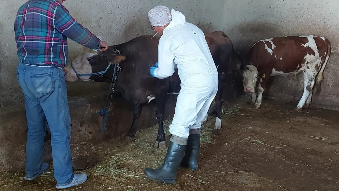 Afyonkarahisar'da Sığır Tüberkülozu Taraması Başlatıldı