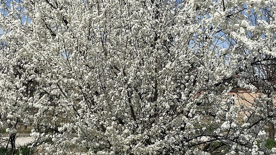 Afyonkarahisar'da Ağaçlar Baharın Müjdecisi Olarak Rengarenk Çiçek Açtı