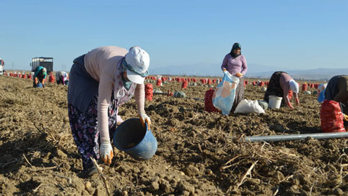 Afyonkarahisar’da patateste bu yıl 550 bin ton rekolte bekleniyor