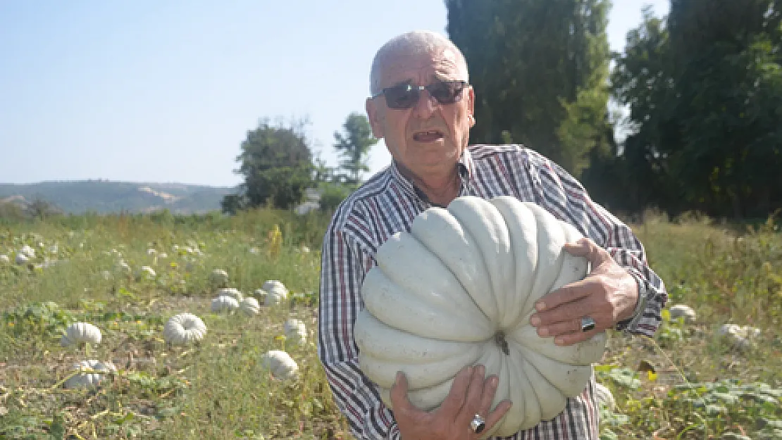 Ağırlıkları 30 kilogramı bulan kestane kabağı hasadı başladı