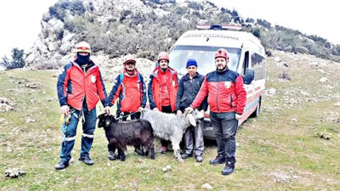 AKUT mahsur kalan iki keçiyi kurtardı