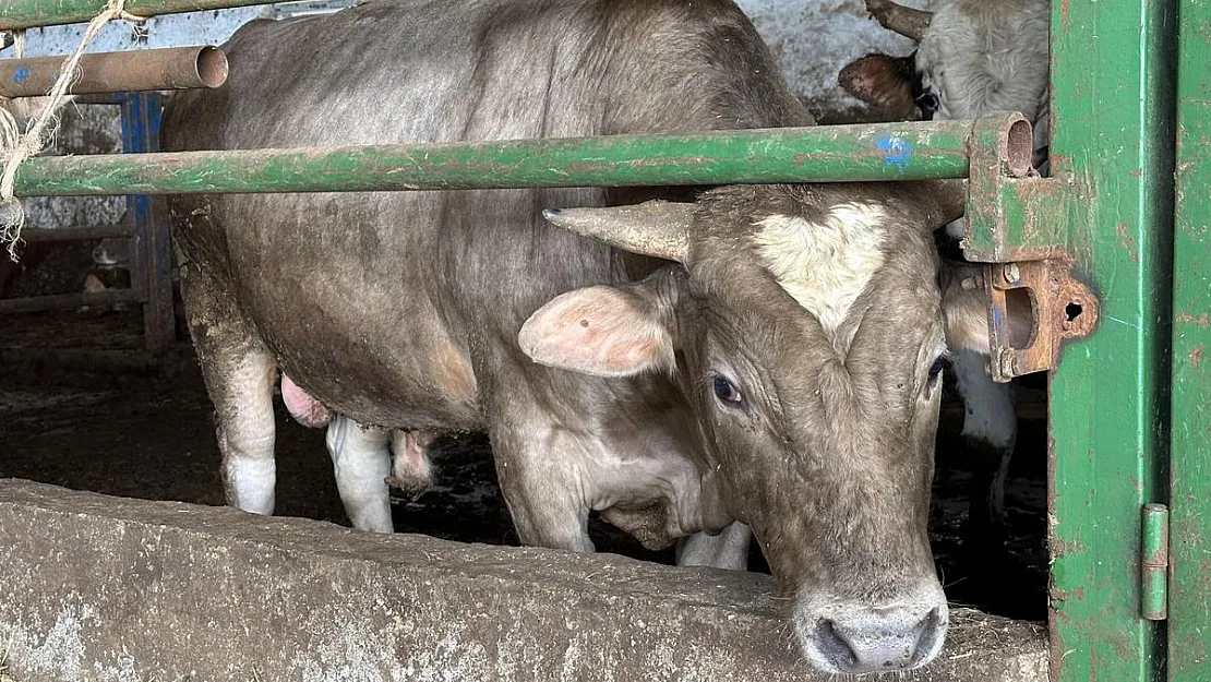 Alnında kalp şekli olan dana görenleri şaşırtıyor