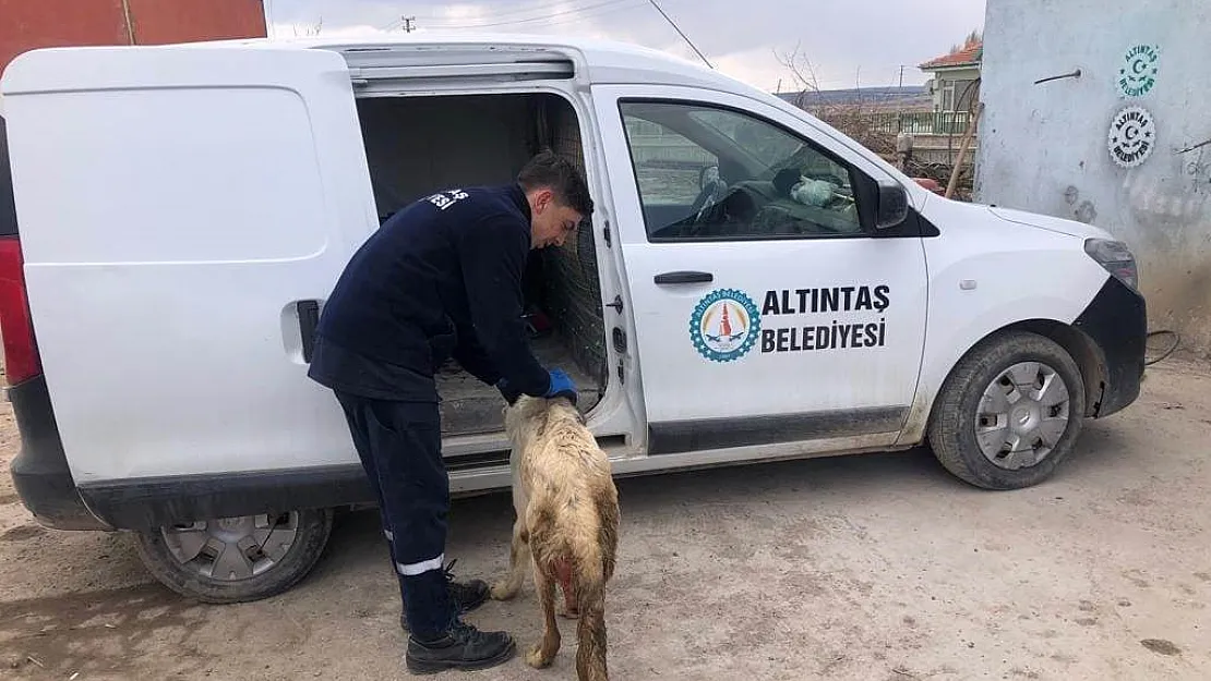 Altıntaş Belediyesi yarlı köpeği tedavi ettirdi