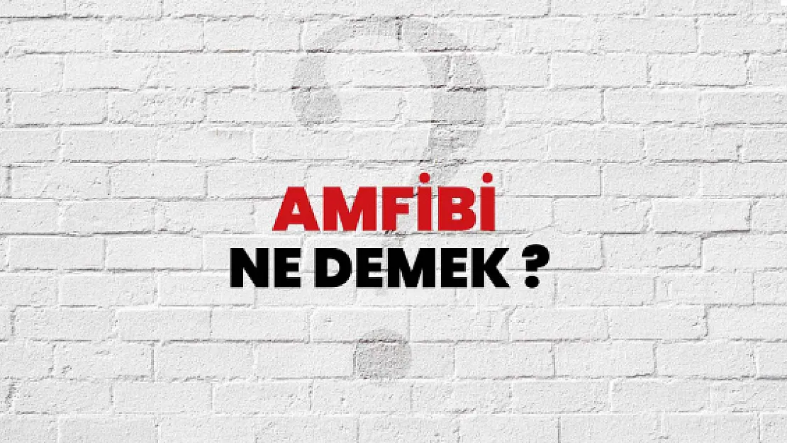 Amfibi nedir?