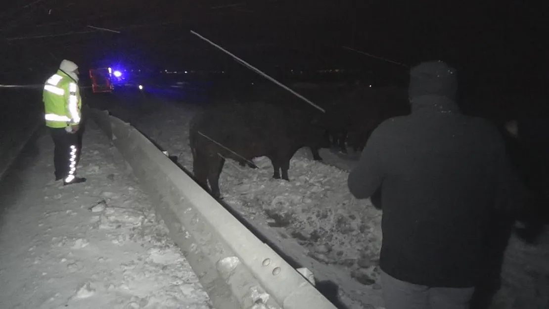 Angus taşıyan tır devrildi, dorseden düşen anguslar karayoluna dağıldı