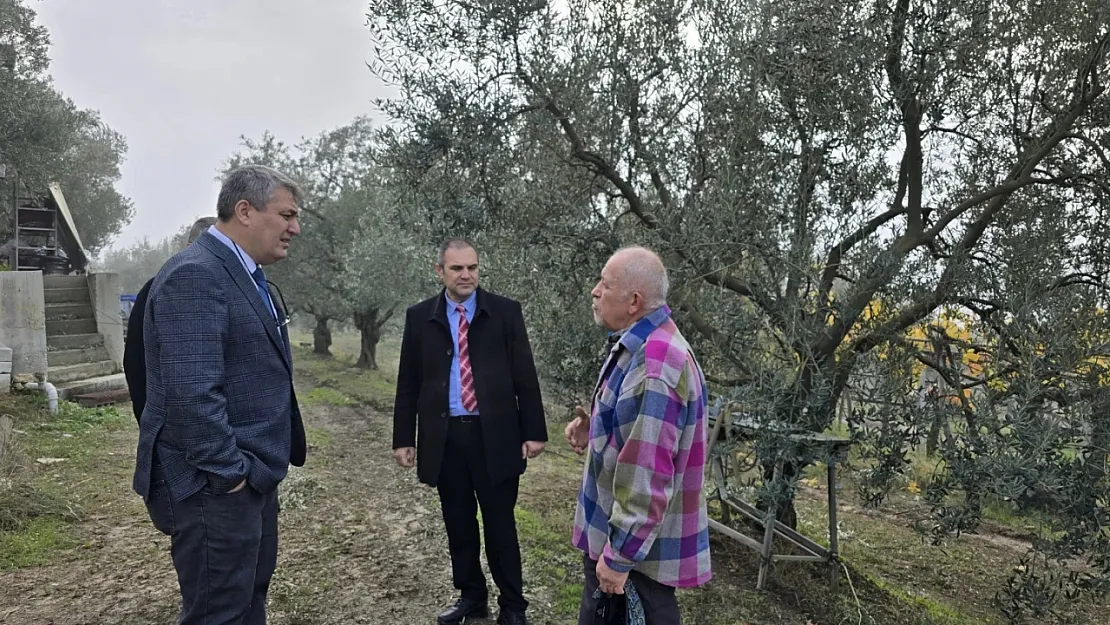 Asırlık Zeytin Ağaçları Coğrafi İşaretle Tescillenecek