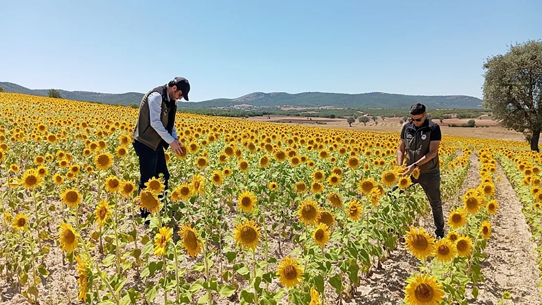 Ayçiçek Ve Nohut Alanları Kontrol Edildi