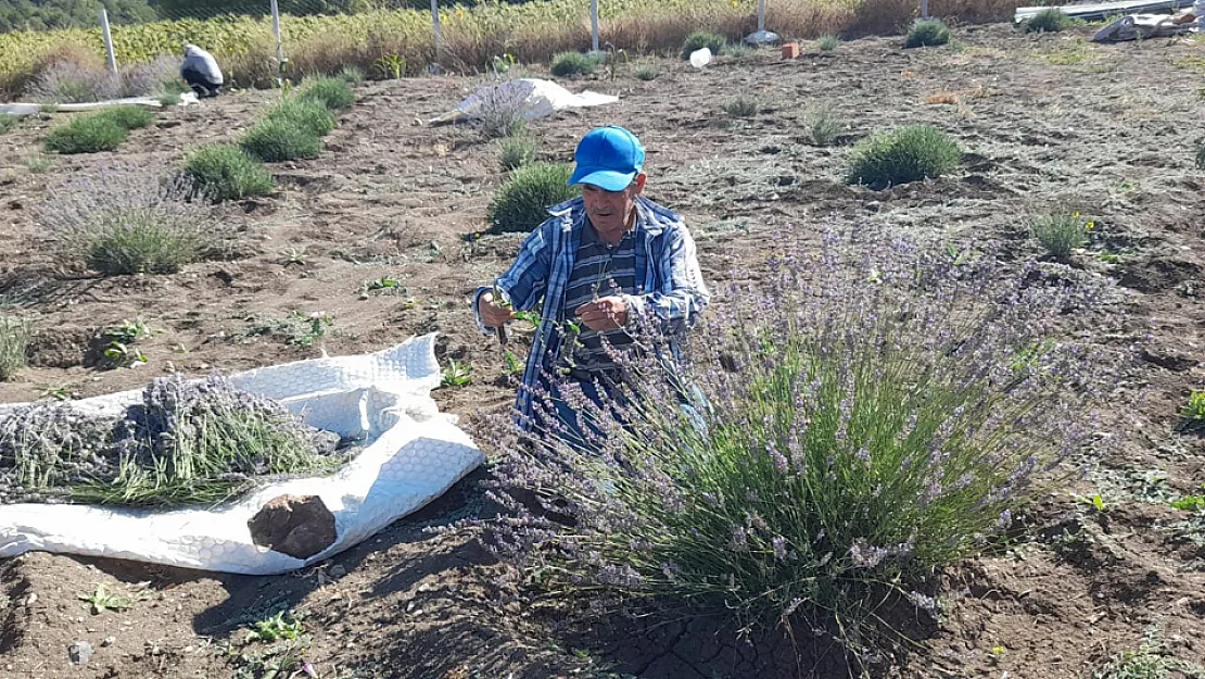 Babasından Kalan Tarlasına Lavanta Ekti, Yüzde 90 Verim Aldı