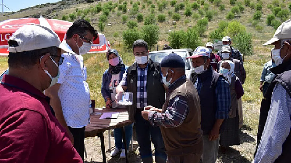 Badem ağaçları kurayla paylaştırıldı