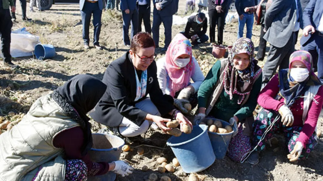 Bakan Yardımcısı Işıkgece patates topladı