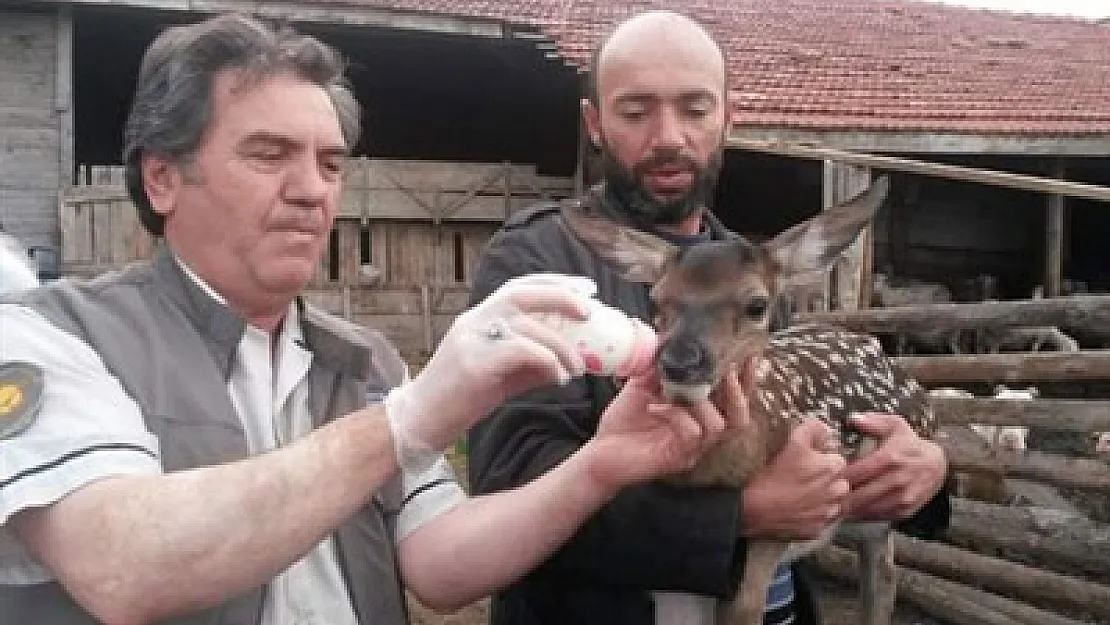 Bakanlık, yaban hayata özen gösteriyor